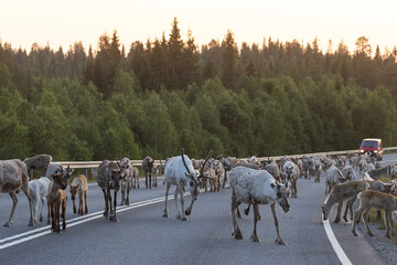 A large herd of Domestic reindeer, Rangifer tarandus f. domesticus walking on an asphalt road near...