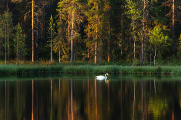 A lonely Whooper swan swimming on a calm lake on a summer morning near Kuusamo, Northern Finland