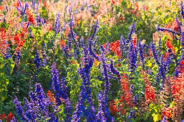 Blue salvia flower field background, beautiful blue and purple fresh flowers full blooming in garden