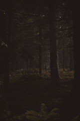 dense forest. coniferous trees. autumn dark forest after the rain