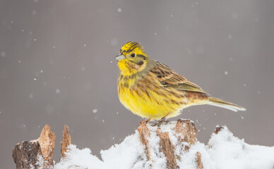 Yellowhammer  - male in winter at a wet forest