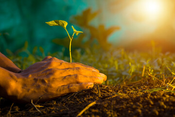 man's hand sowing fertilizer, hand planting green seeds, afforestation concept, earth day