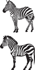 Set of Zebra black and white 