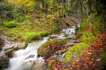 Colores de otoño en la Selva de Irati, Navarra un dia de Noviembre con niebla y lluvia