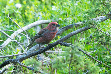 Beautiful male Pine grosbeak perched on an old branch in the middle of shrubs in Riisitunturi...