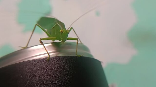close view of green grasshopper