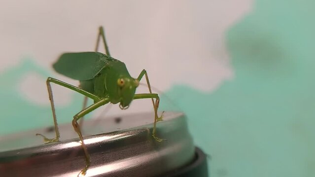 close view of green grasshopper