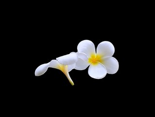The black background in the picture is two white frangipani flowers arranged alternately. One flower has five petals, with round petals in the center of the flower that are yellow.