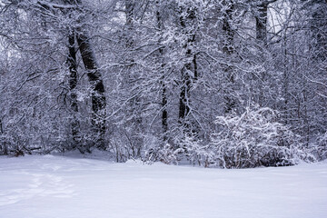 Snow-covered trees on a cloudy winter day.