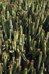 Lanzarote - piante grasse