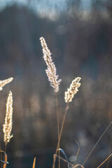 Fototapeta premium a reed growing near a lake
