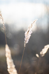 a reed growing near a lake