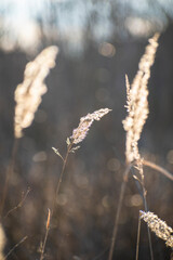 a reed growing near a lake