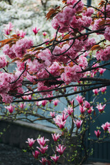 flowers on the tree. trees bloom in spring. beautiful flowers