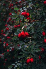 dog rose grows densely on the bush