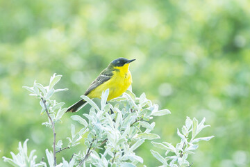 Close-up of a Yellow wagtail perched in the middle of Willow bushes on a summer evening on a wet meadow in Riisitunturi National Park, Northern Finland	