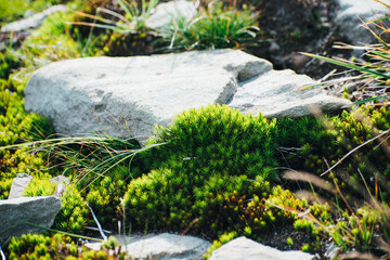 moss grows on the ground