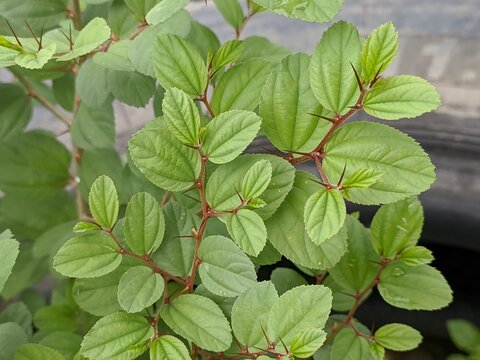 the bidara plant (Ziziphus Mauritiana) is still small
