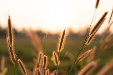 Fototapeta premium Grass flowers in the evening, sunset with golden light, flowers in the countryside. Wild grass flowers with the evening sun