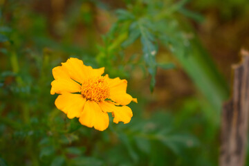 Yellow color Single petal marigold flower blooming in a garden  during hot sunny day  