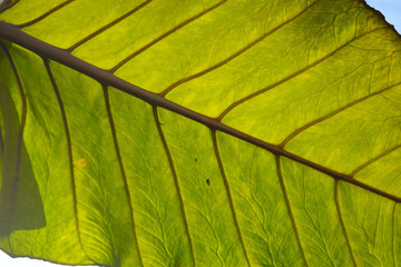 Elephant ears leaf veins in a closeup view. It is the common name for a group of tropical perennial plants grown for their large, heart-shaped leaves