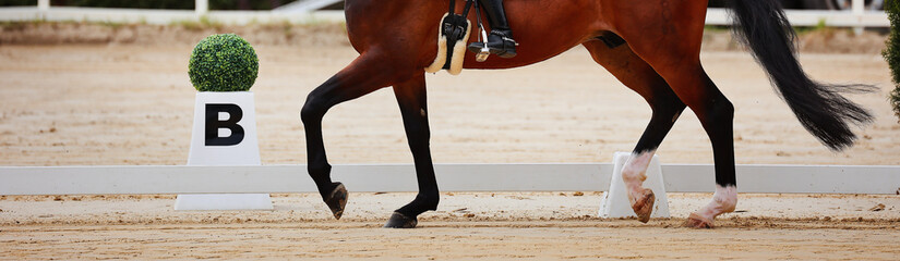 The picture shows a dressage horse on the hoof beat of the dressage arena in the walking gait at...