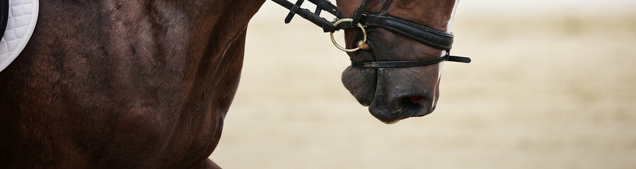 Photo of a locking strap that is strapped too tightly on a dressage horse. Horse becomes disabled.