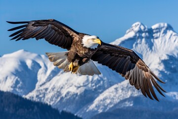 Obraz premium Bald eagle Flying over the Mountain