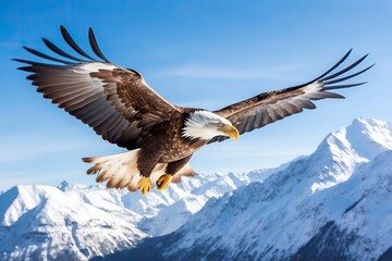 Fototapeta premium Bald eagle Flying over the Mountain