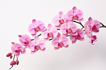 Close-up of a pink orchid branch in bloom, white background.