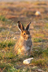 Young Mountain hare standing still during a summery midnight sun in Urho Kekkonen National Park, Northern Finland	