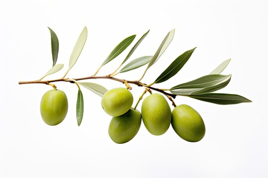 Green olives and olive tree branch on white background