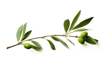 A white background with a green olive branch photo