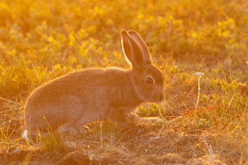 Closeup of a young Mountain hare eating a plant during a summery midnight sun in Urho Kekkonen...