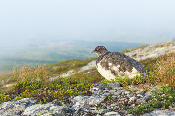 Wide-angle shot of Rock ptarmigan resting on an early summer morning in the mountains of Urho Kekkonen National Park, Northern Finland	