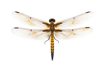 Dragonfly Isolated on Transparent Background