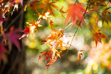 蜘蛛の巣が垂れる紅葉した紅葉