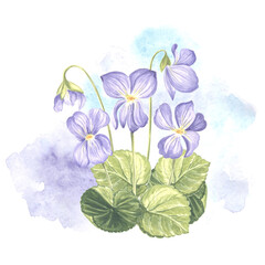Watercolor bouquet of wild violet flower with leaves and buds. Hand drawn illustration of spring blossom on blue background. Floral template for postcard, packaging and tableware, textile and sticker