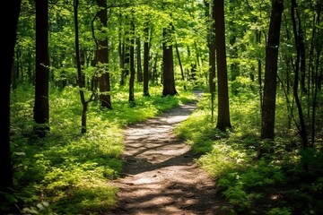 Fototapeta premium footpath in the Jungle with Sunlight in the morning
