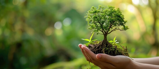 Environmental friendly concept Human hand holding big tree over blurred green nature background. Creative Banner. Copyspace image