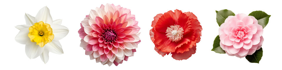 Set of flowers of different colors isolated on a transparent background. Daffodil, dahlia, poppy,...