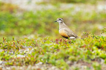 An alert Eurasian dotterel, Eudromias morinellus standing on rocky ground in Urho Kekkonen National Park, Northern Finland