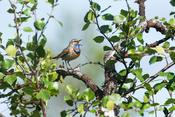 Bluethroat singing on a sunny summer day in Urho Kekkonen National Park, Northern Finland	