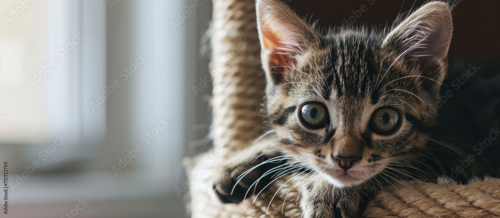 Poster Cute Tabby Kitten Relaxing on Top of Cat Tree. Creative Banner. Copyspace image