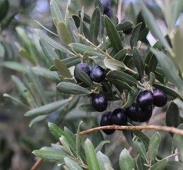 Macro shot of olive trees in garden of village house where organic farming is done. green gray thin...