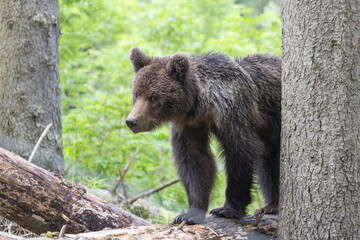 Brown bear in green summer forest behind a tree