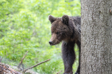 Brown bear in green summer forest behind a tree