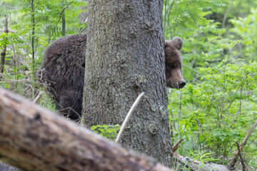 Brown bear in green summer forest behind a tree