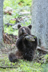 Brown beat sitting in spruce forest plauing with branch from tree on a cloudy day