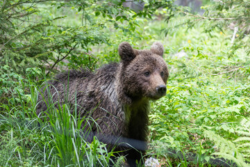 brown bear portrait walking in green summer meadow with grass